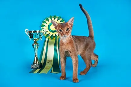 Международната Cat Show септември 30 1 октомври International Cat Show - Купа Валенсия,