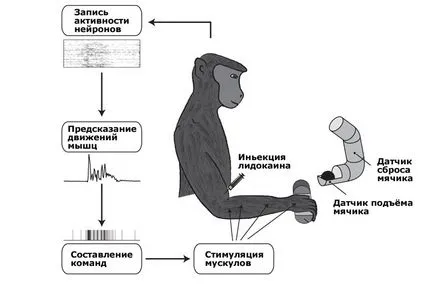 Membrana хора