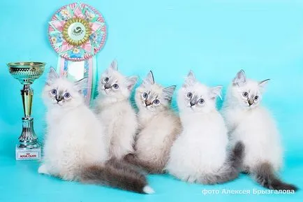 Международната Cat Show септември 30 1 октомври International Cat Show - Купа Валенсия,