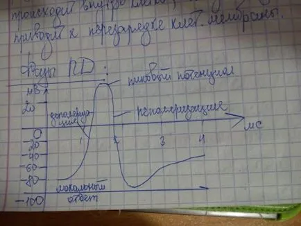 Potențialul de membrană și potențialul de acțiune și faza