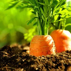 Cum sa se subtieze morcovii în grădină și dacă există modalități de plantare morcovi fără subțiere