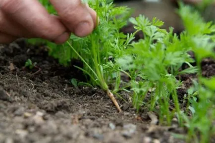 Cum sa se subtieze morcovii în grădină și dacă există modalități de plantare morcovi fără subțiere