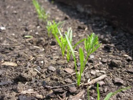 Cum sa se subtieze morcovii în grădină și dacă există modalități de plantare morcovi fără subțiere