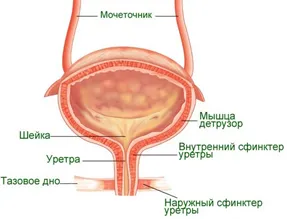 în interiorul și ce funcții vezical - Sănătate Info