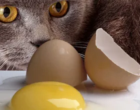 Este posibil pentru a obține ouă pisici (crude si fierte), pisica si pisica