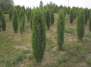 Juniperus oszlopos árnyalatok leszállási és indulási