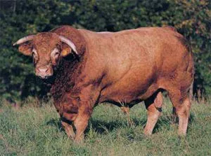 bovine de carne