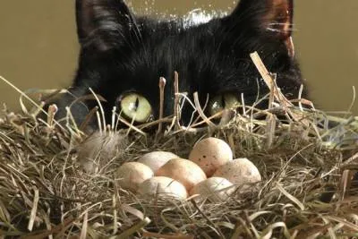 Este posibil pentru a oferi pisicilor ouă