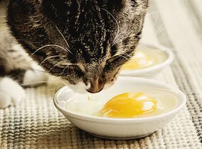 Мога котки I яйца