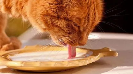 Lehetséges, hogy a macskák erjesztett sült tej, a macska és a macska
