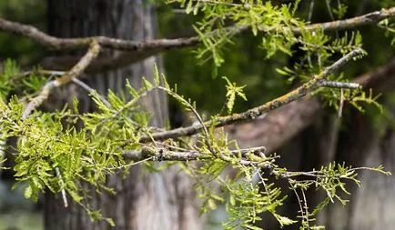 Juniper заболяване и лечение