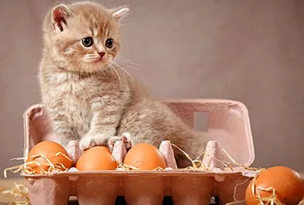 Este posibil pentru a obține ouă pisici (crude si fierte), pisica si pisica