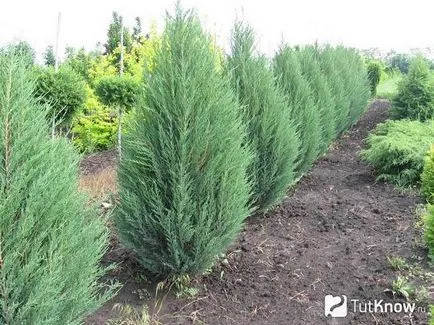 plantare Juniper și îngrijire, descriere, specii