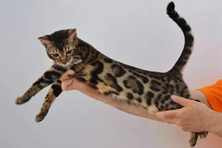 Macskák - bengáli macskák