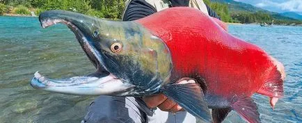 Sockeye sau coho care mai bine decât se deosebește de Coho somon sockeye