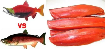 Sockeye sau coho care mai bine decât se deosebește de Coho somon sockeye