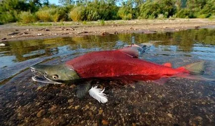 Вид сьомга или Coho, че по-добре, отколкото се различава от Coho червена сьомга