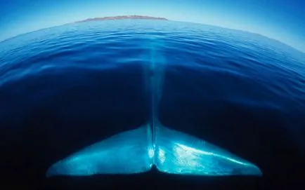 Hihetetlen képessége kék bálnák