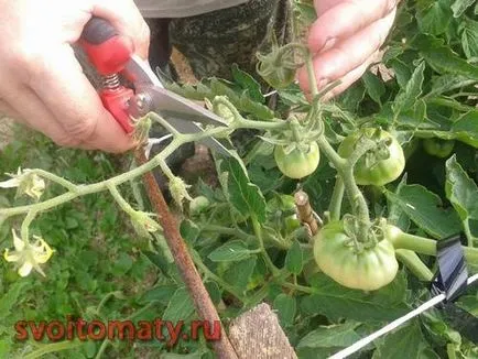 Normalizarea a numărului de fructe de tomate câmp deschis cu scopul de a culturilor de returnare pe cale amiabilă, despre