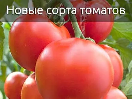 Noi soiuri de tomate din Chelyabinsk - un blog despre cultivarea culturii în țară