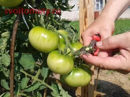 Normalizarea a numărului de fructe de tomate câmp deschis cu scopul de a culturilor de returnare pe cale amiabilă, despre