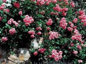 Revizuirea cele mai bune soiuri de trandafiri în Siberia