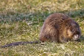 Muskrat, голям лов