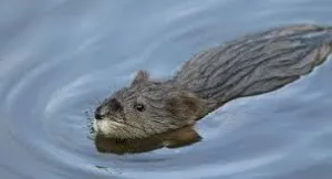 Muskrat, голям лов