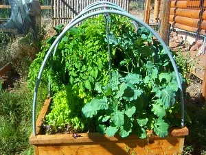 Зеленчукова градина Igorya Дядова - чудо, всеки възможен