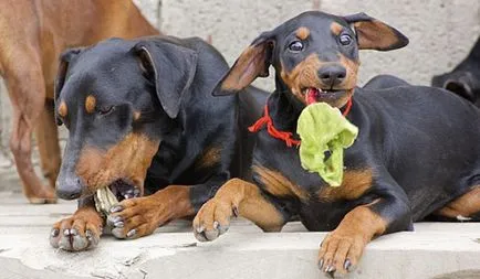 Описание на порода куче немски пинчер прави преглед на собственика