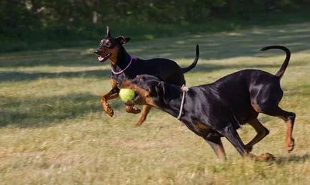 Leírása kutyafajta német pinscher a tulajdonos Vélemények