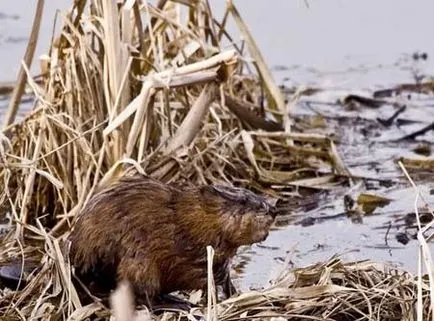 Muskrat като зимите