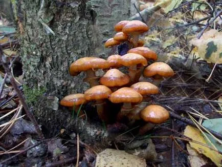 Armillaria mellea