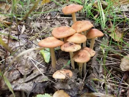 Armillaria mellea