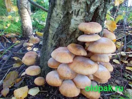 Armillaria mellea