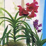 Vanda orchidea