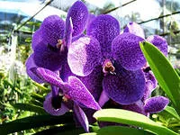 Vanda orchidea