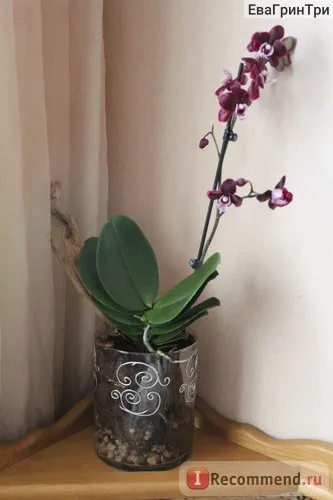 Orhideea Phalaenopsis - „ca o orhidee Phalaenopsis ma prins și a devenit un favorit