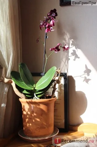 Orhideea Phalaenopsis - „ca o orhidee Phalaenopsis ma prins și a devenit un favorit