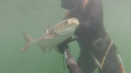 Caracteristici spearfishing în apă tulbure - vânătoare subacvatic