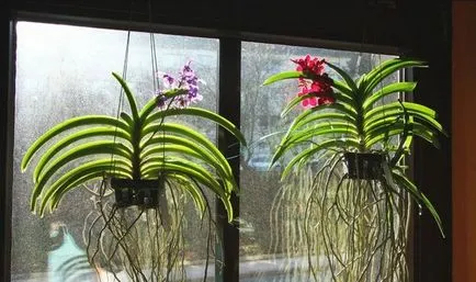 Vanda orchidea virág egy bankot, ellátás és leírás