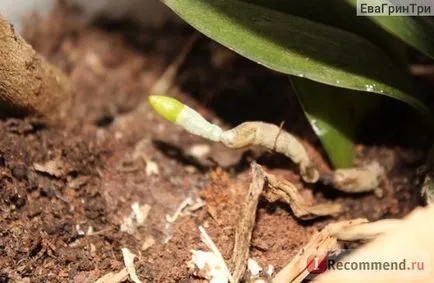 Orhideea Phalaenopsis - „ca o orhidee Phalaenopsis ma prins și a devenit un favorit