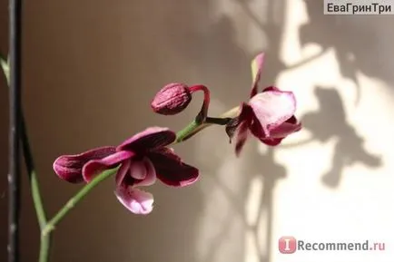 Orchid phalaenopsis - „mint egy phalaenopsis orchidea elkapott és lett a kedvenc