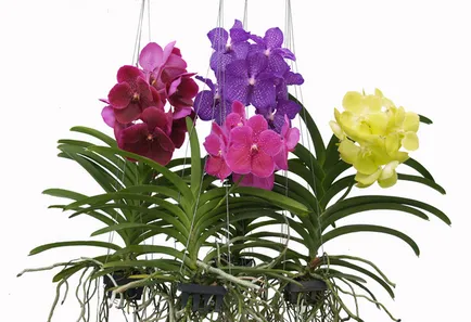 Vanda orchidea virág egy bankot, ellátás és leírás