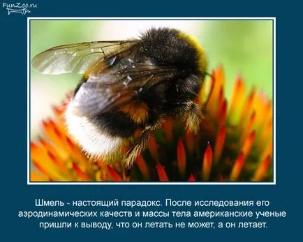 За Bumblebee - куклена къща, кукла, счупен принц