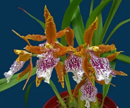 Vanda orchidea