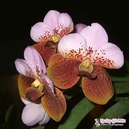 Vanda орхидеи у дома