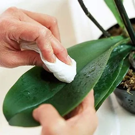Caracteristici de cultivare de orhidee Vanda