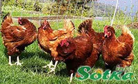 Затлъстяването при пилета, причините и последствията от тъкане Информация къща градина градина