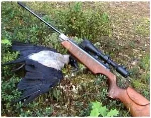 На лов за врани с въздушна пушка - оцеляване в дивата природа, и екстремни ситуации